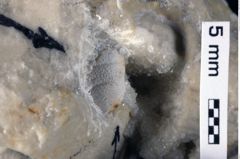 Foto (Detailansicht) von Discutiolira moesica (Muţiu & Bădăluţă, 1971) (NHMW-GEO-1990-0041-0228b)